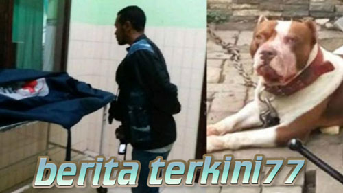 Tragis Anjing Pitbull Menyerang Bocah 8 Tahun Hingga Tewas