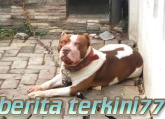 Tragis Anjing Pitbull Menyerang Bocah 8 Tahun Hingga Tewas